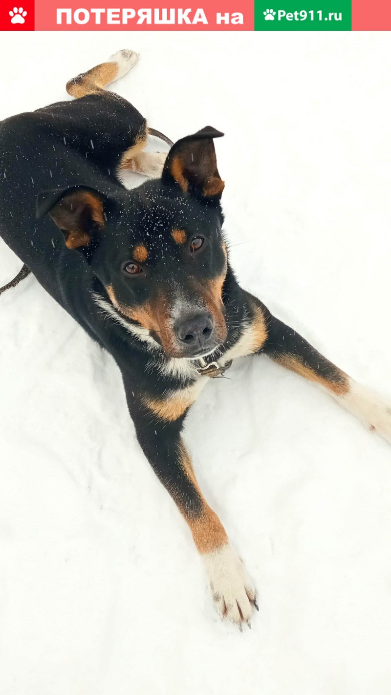 Немецкая сторожевая овчарка