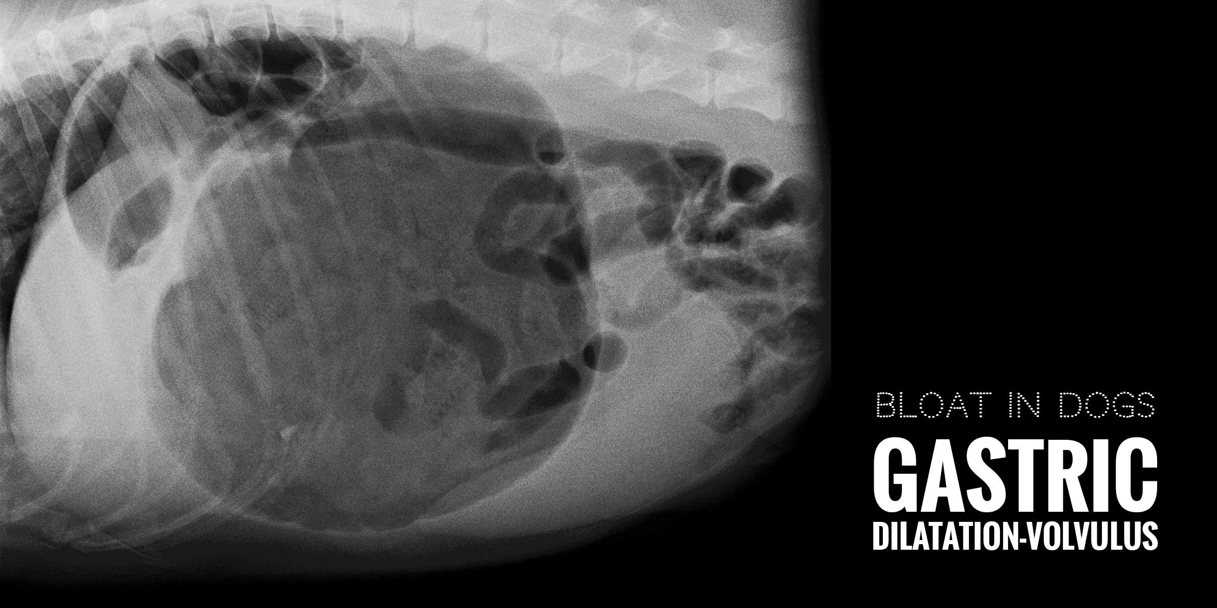 Можно ли собаке селезенку. Заворот желудка у собаки рентген. Заворот селезенки у собаки на рентгене. Рентген при завороте желудка у собак. Острое расширение желудка у собак рентген.