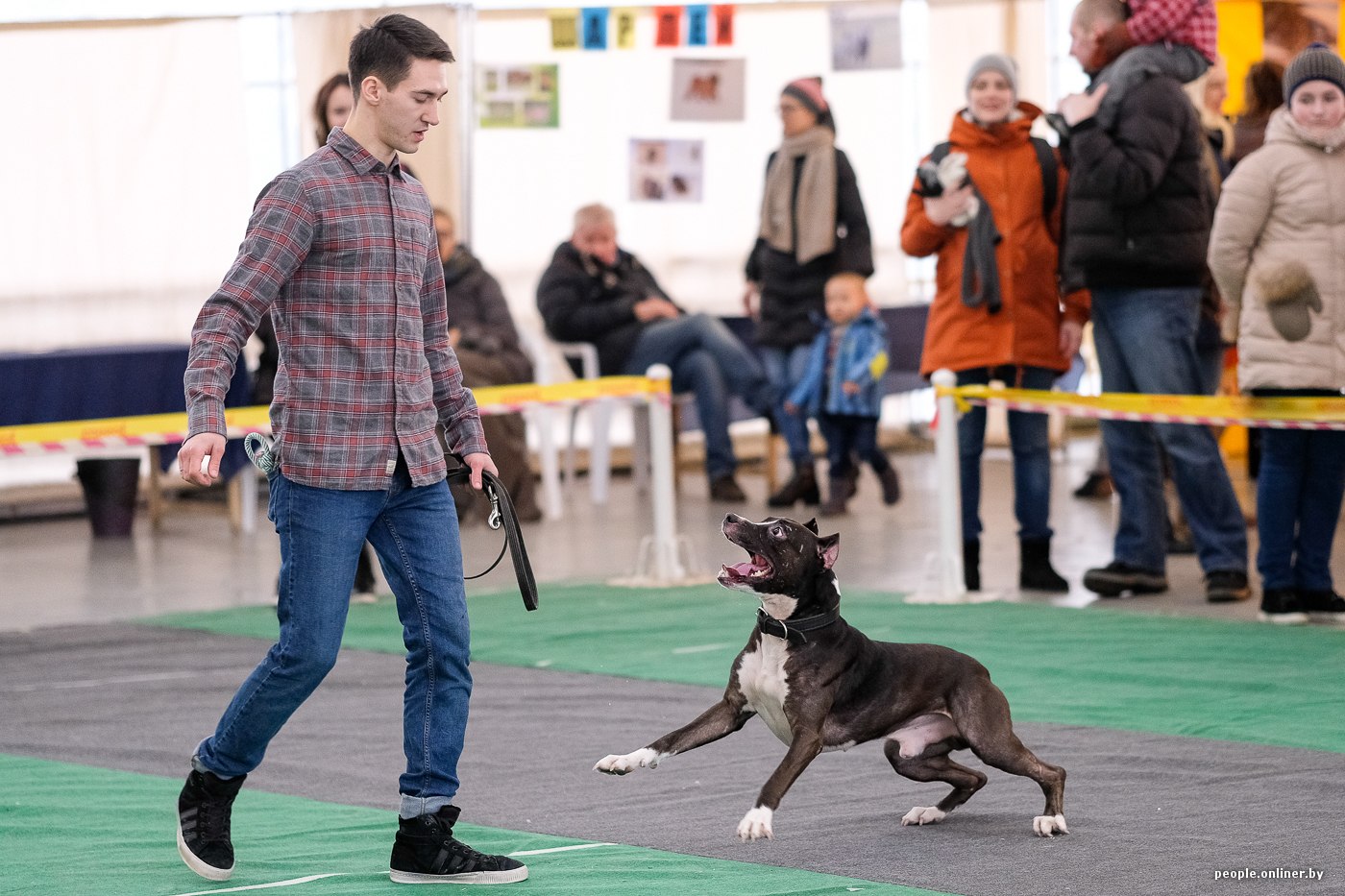 Выставки собак минск. Выставка собак Минск 24 февраля 2024 Результаты.