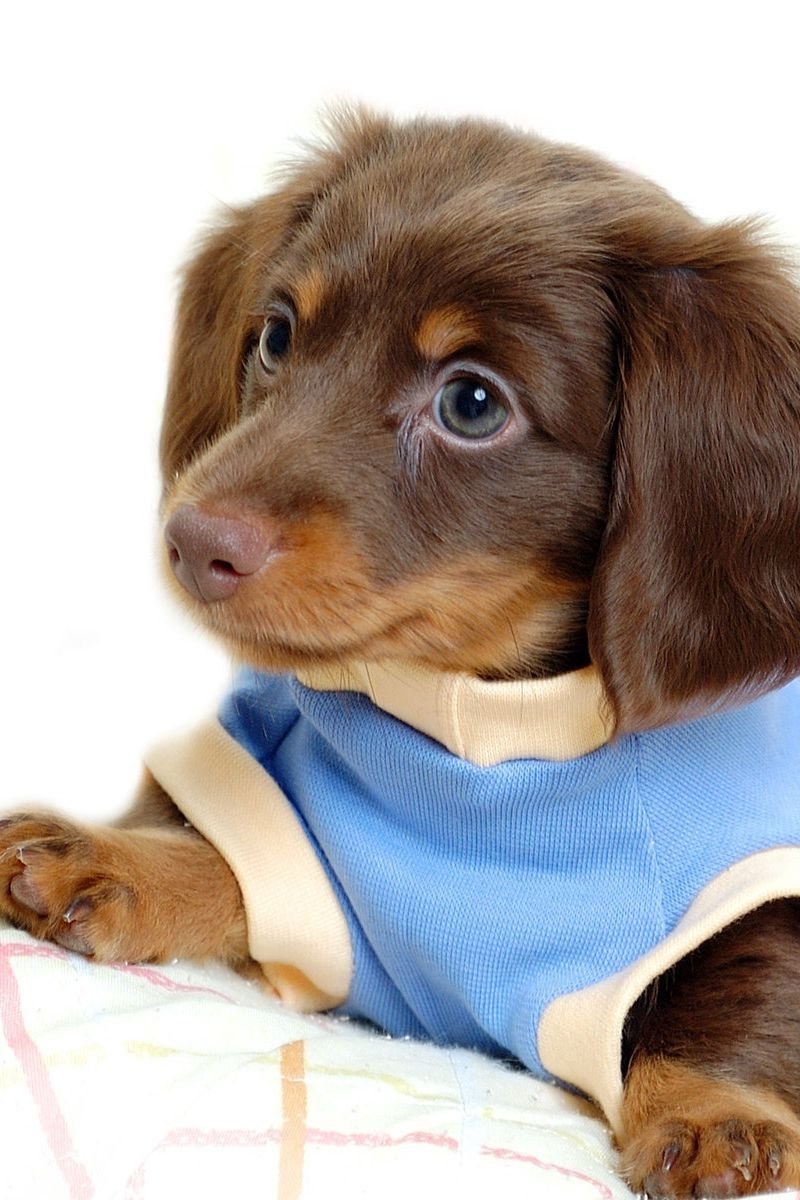 Живая собака (65 фото)