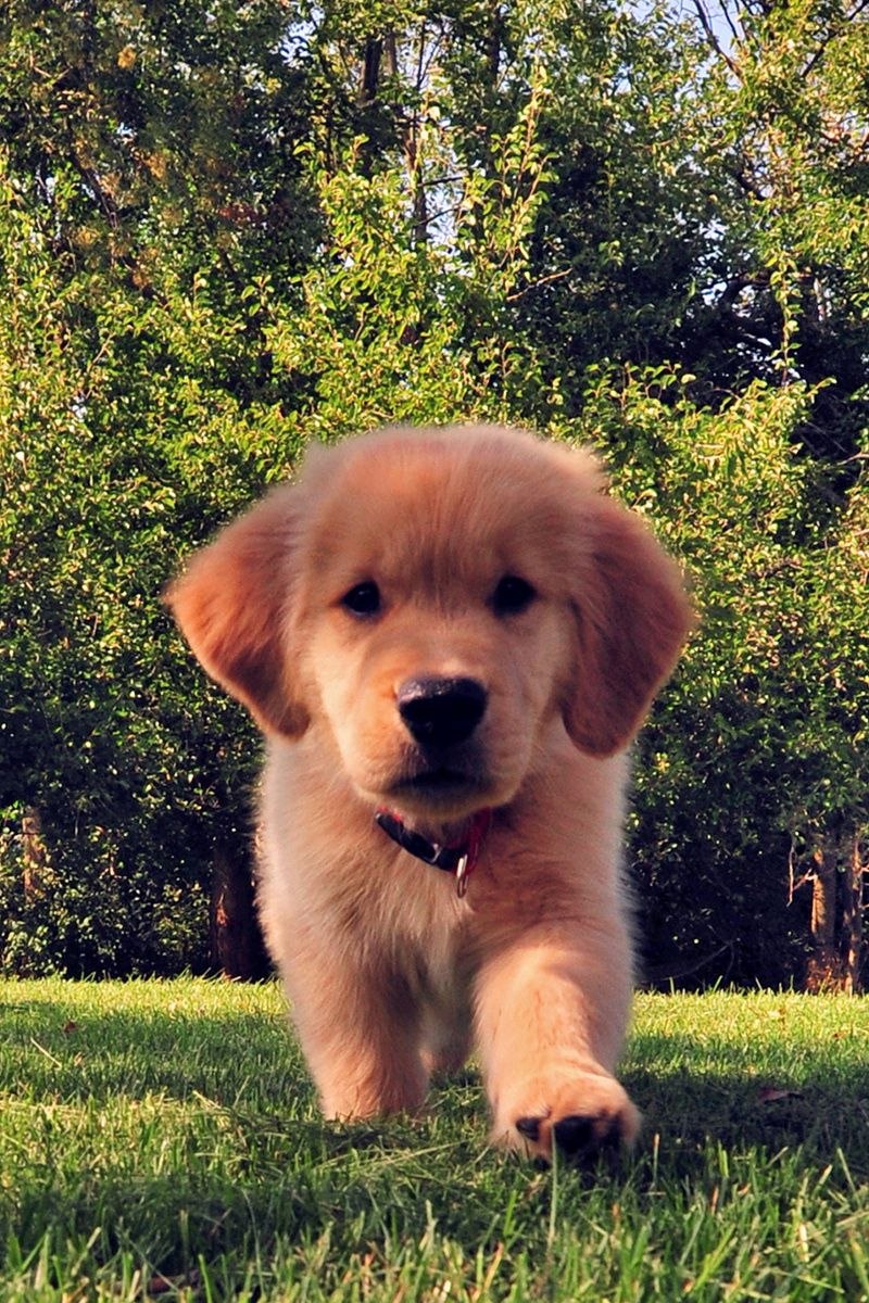 Красивые собаки