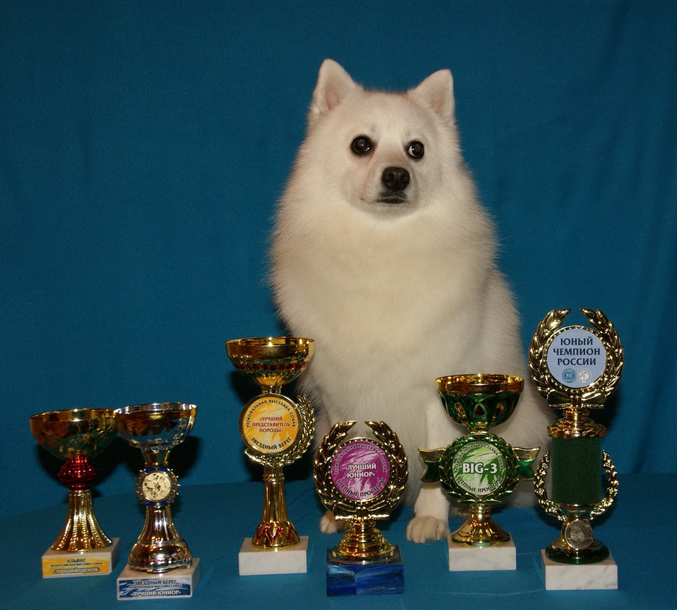 Выставка собак кубки. Шпиц чемпион России. Японский шпиц чемпион. Награды для собак.