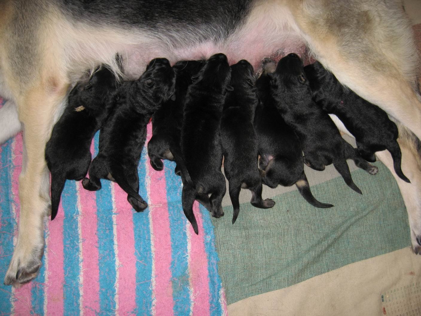 Новорожденные щенки овчарки (56 фото) - картинки sobakovod.club