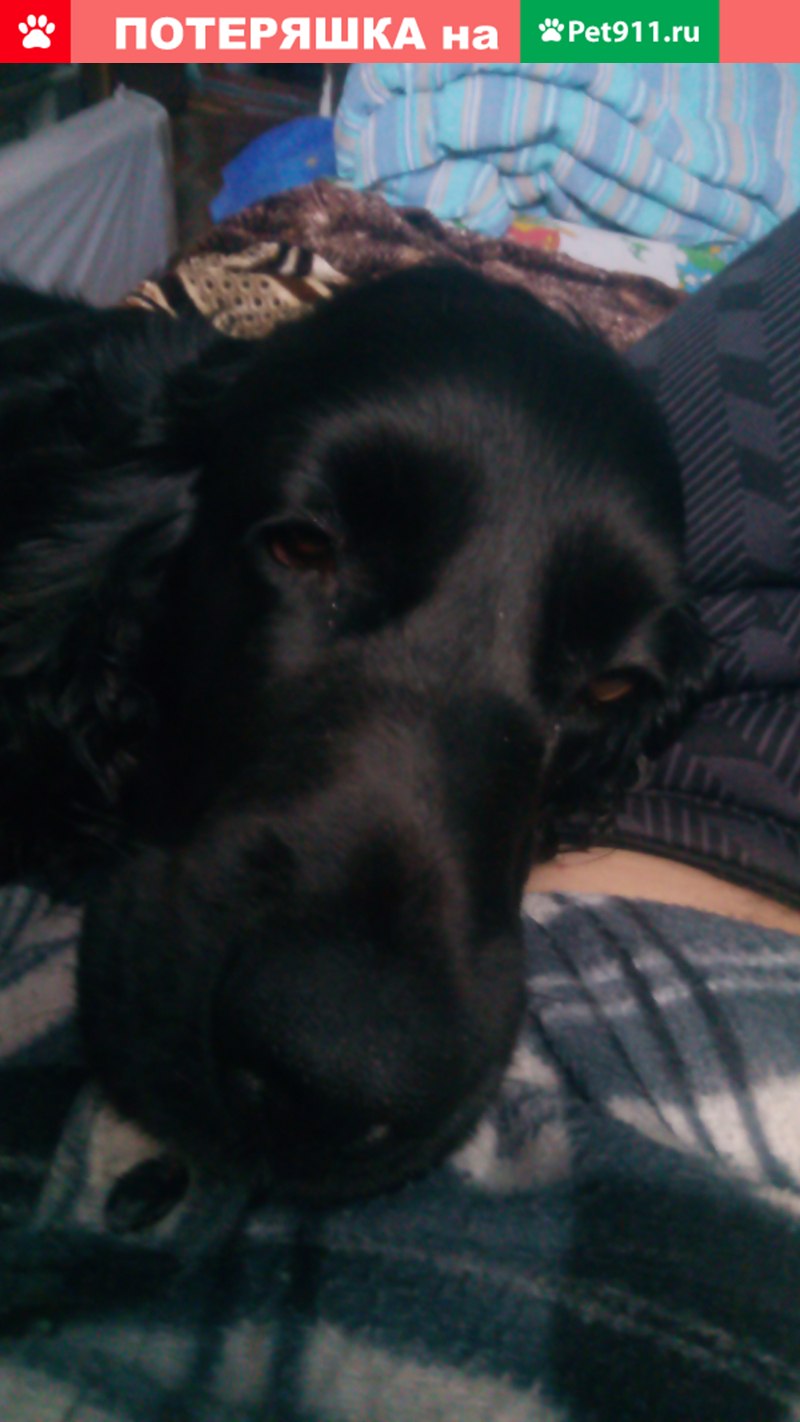 Того собаки (67 фото)