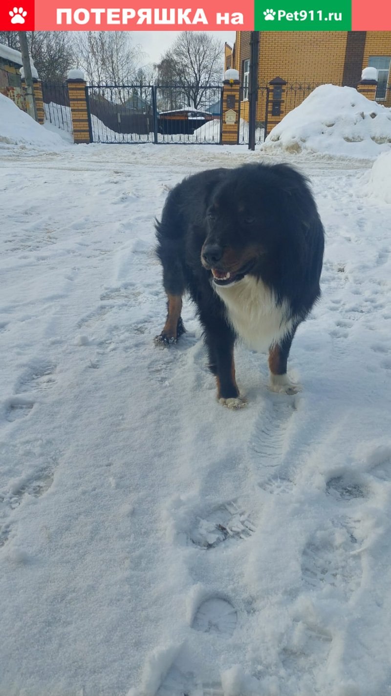 Русский той-терьер