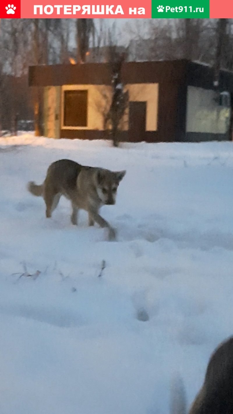 Кошки и собаки