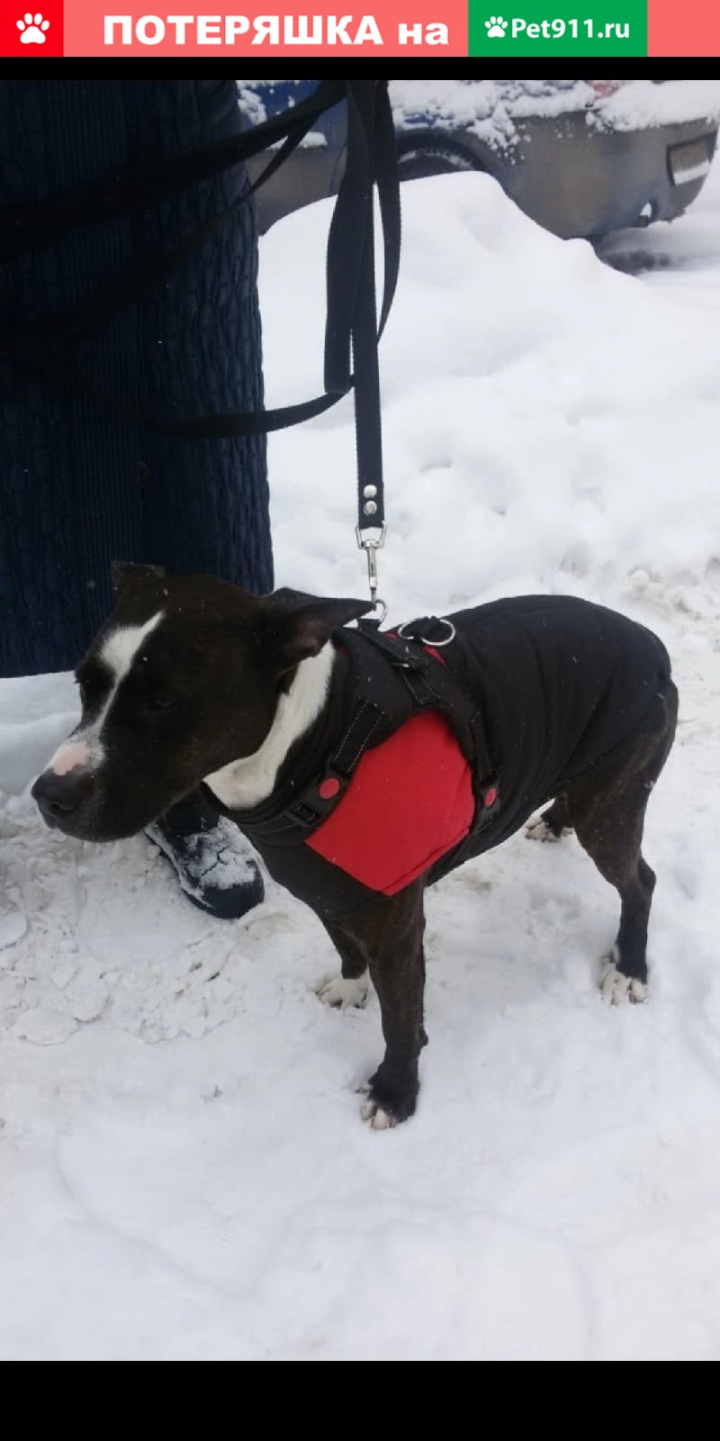 Овчарка Инго и Сова Польди