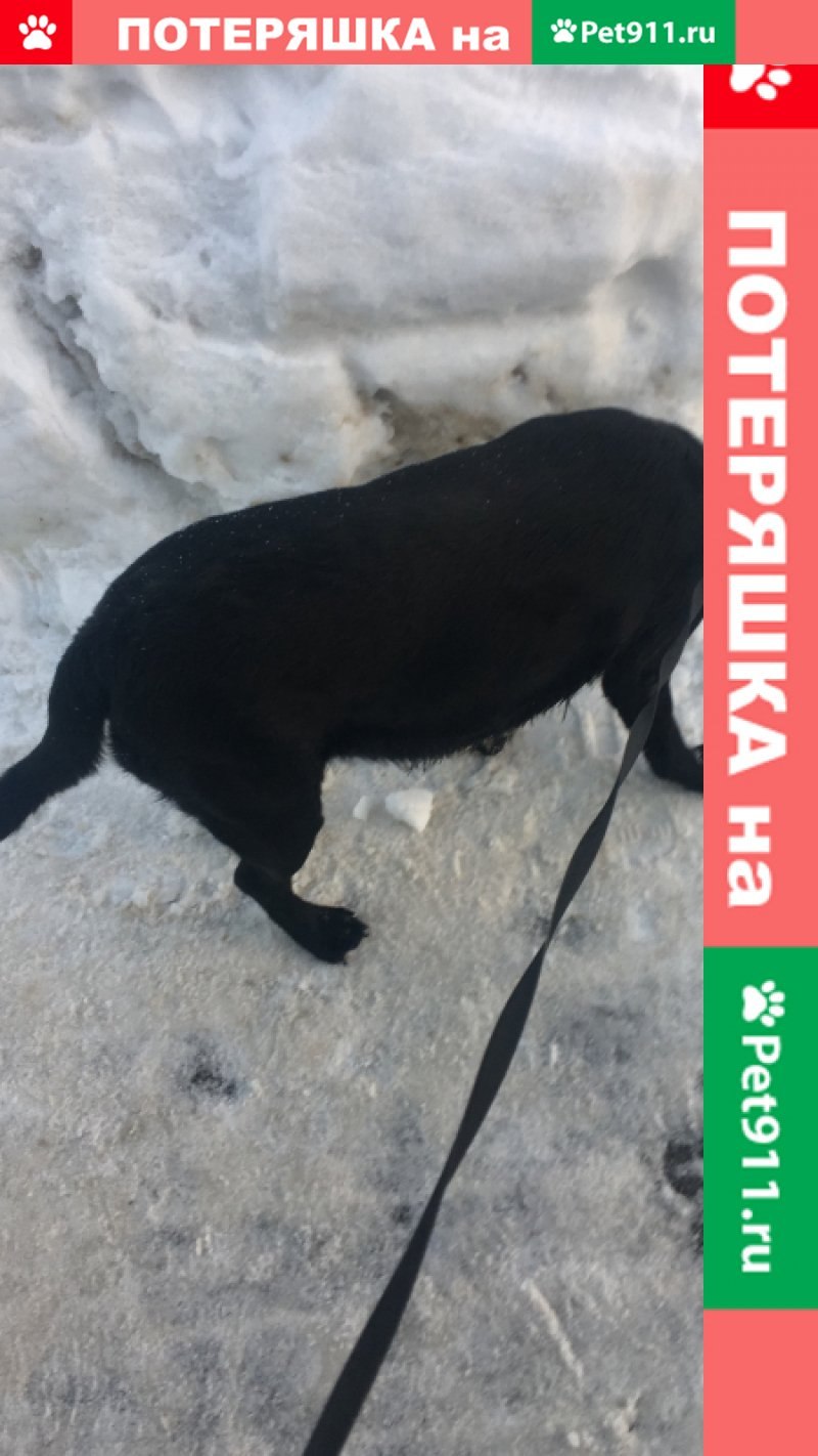 Овчарка Инго и Сова Польди