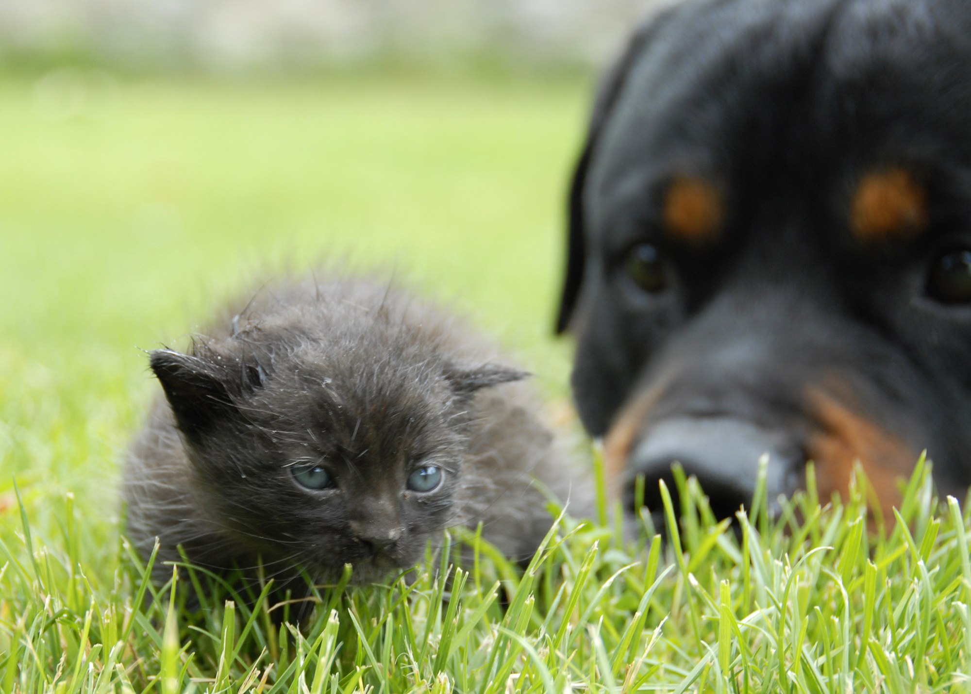 Видео про питомцев. Ротвейлер и котенок. Ротвейлер и кошка. Щенок ротвейлера и котёнок. Ротвейлер и котенок фото.
