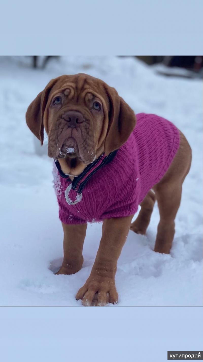 Собака ждана (54 фото)