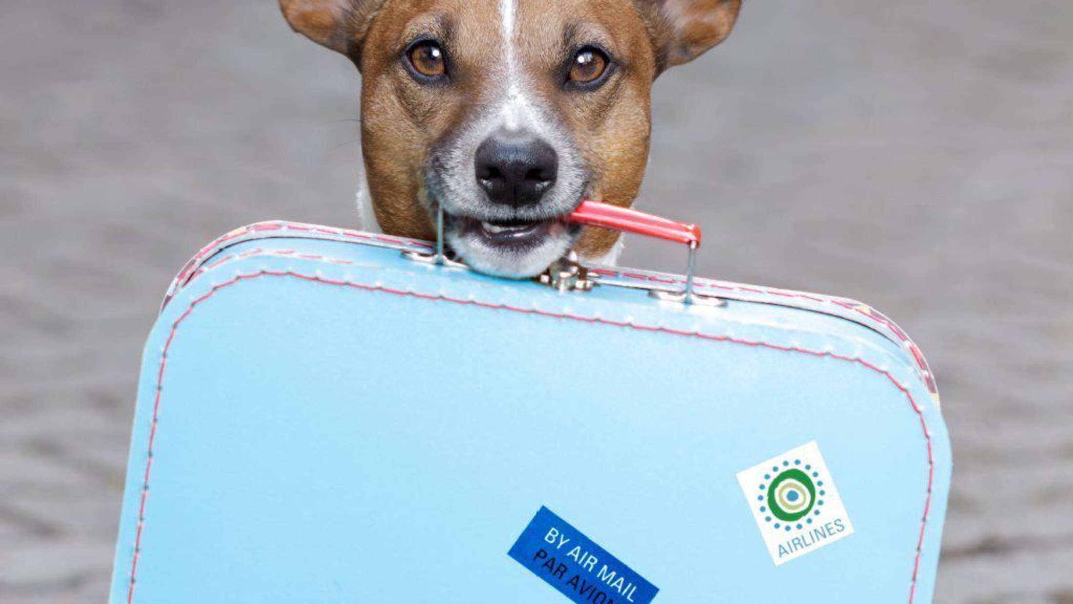 Pet travel. Собака с чемоданом. Животные с чемоданом. Путешествие с животными. Щенки в чемодане.