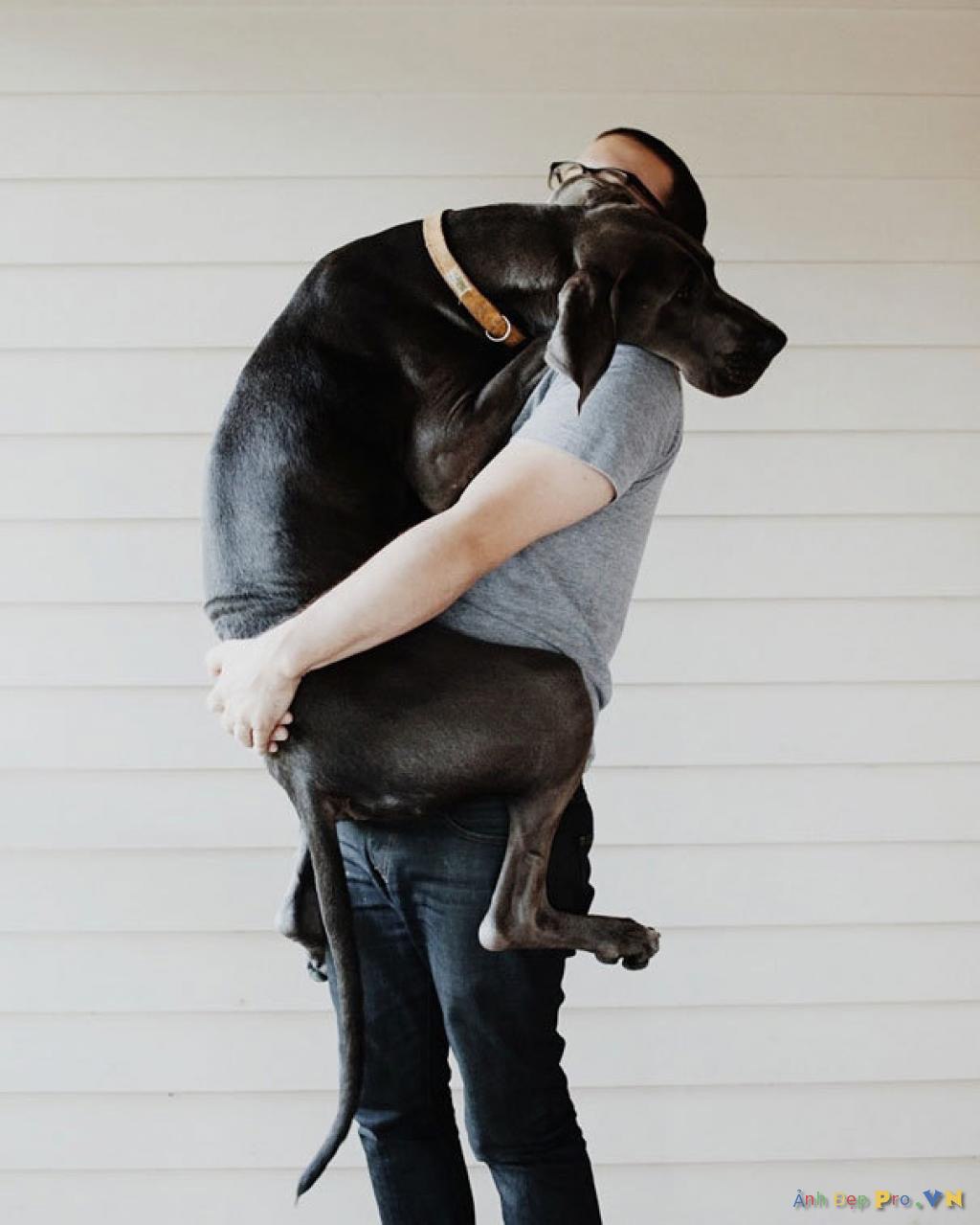 Огромный обнять. Большая.собакатна руках. Собака на руках. Собаки обнимаются. Человек с большой собакой на руках.