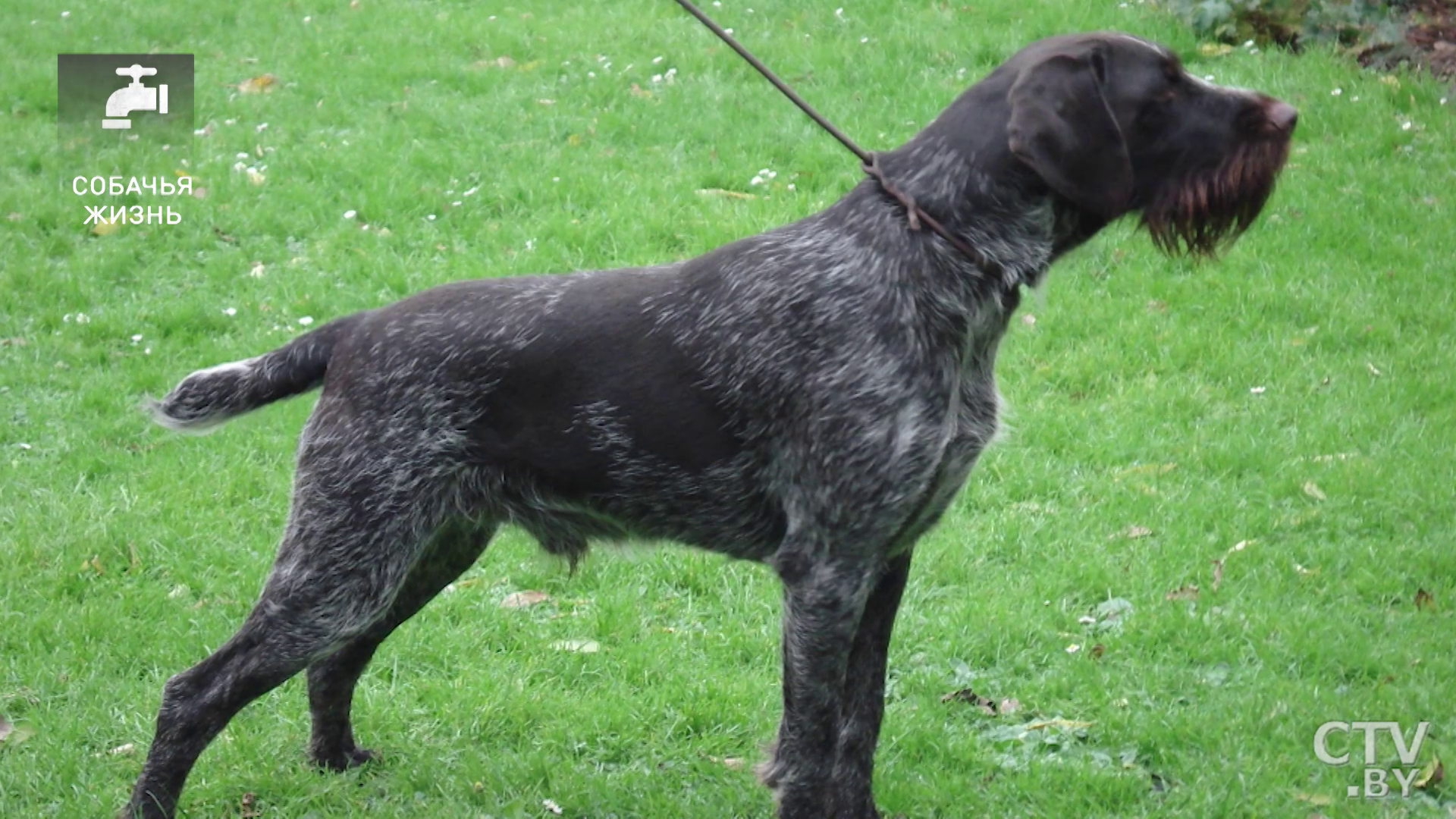 Рассмотрите фотографию собаки породы немецкий дратхаар. Дратхаар. Немецкая жесткошерстная легавая дратхаар. Дойч дратхаар порода собак. Дратхаар длинношерстный.