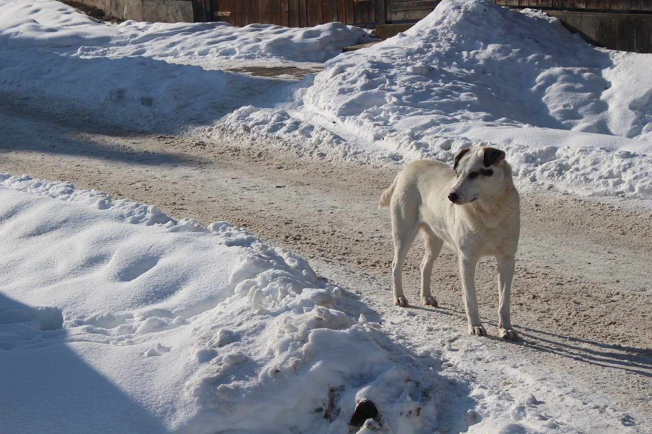 Снег голодный. Собака в снегу. Бродячие собаки зимой. Бездомная собака в снегу. Уличные собаки зимой.
