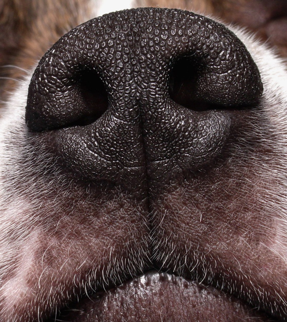 У собаки на носу корка. Собачий нос. Собачья морда. Носик собаки.