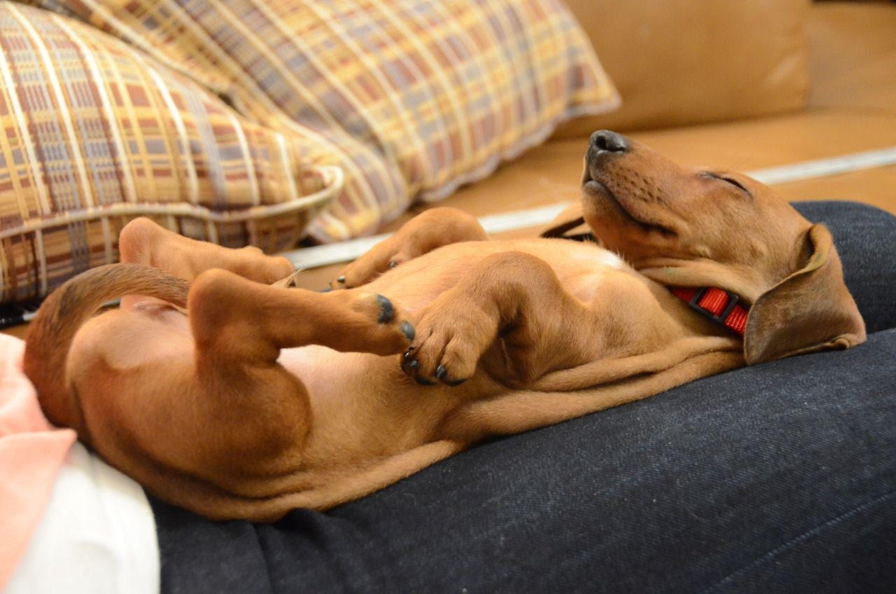 Почему собаки спят в ногах. Такса собака. Спящие собачки. Сонная такса.