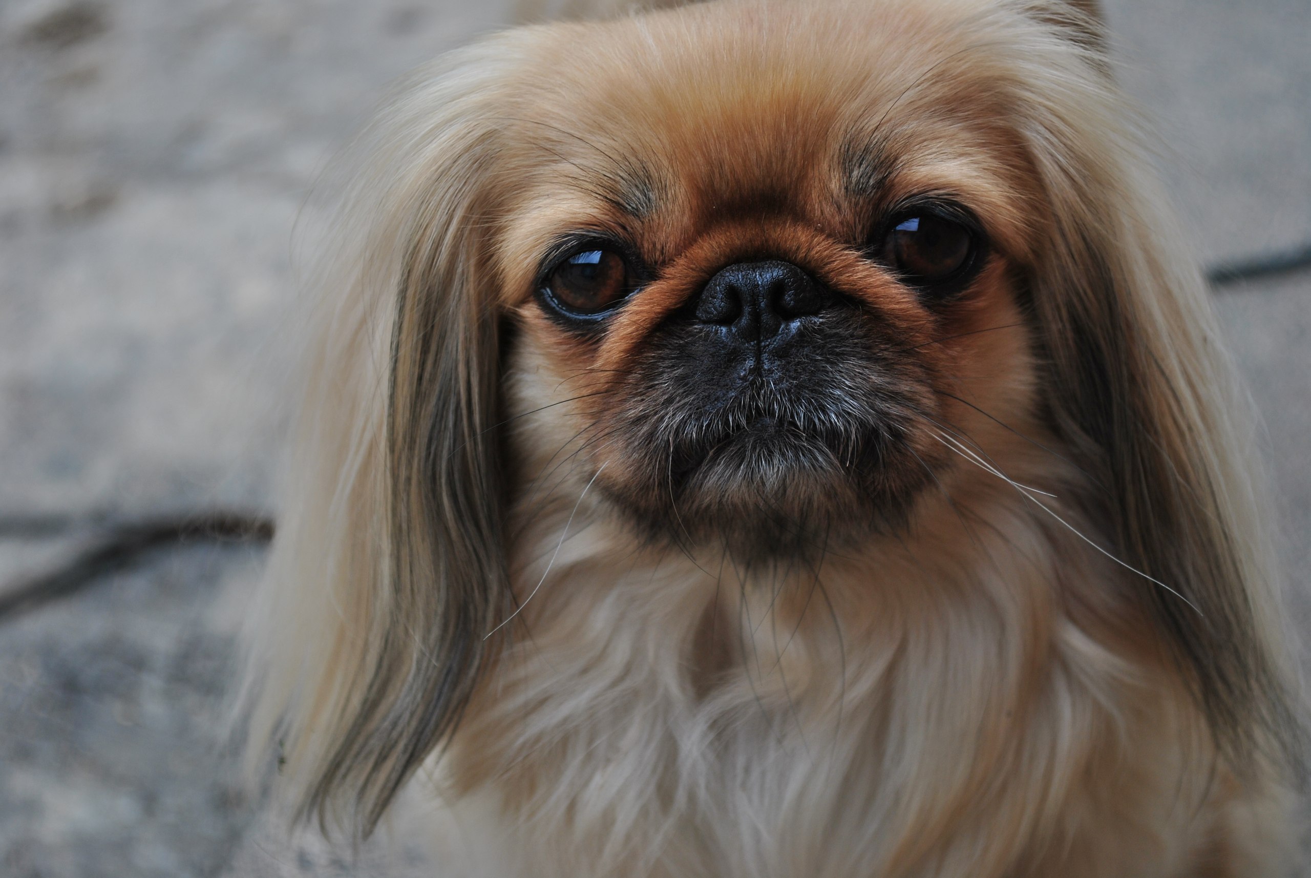 Порода собак с приплюснутой мордой (47 фото) - картинки sobakovod.club