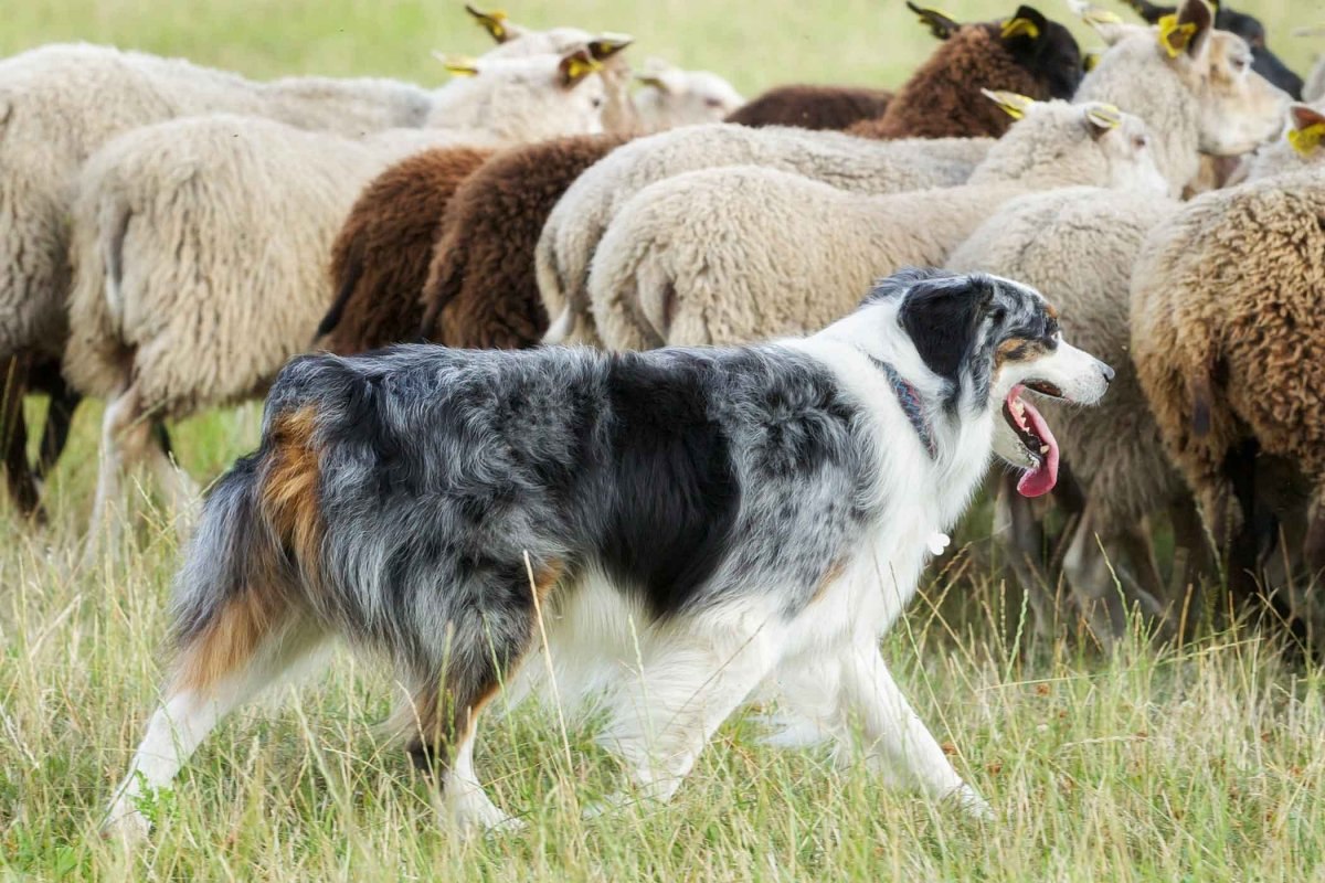 Порода собак которая пасет овец (52 фото) - картинки sobakovod.club