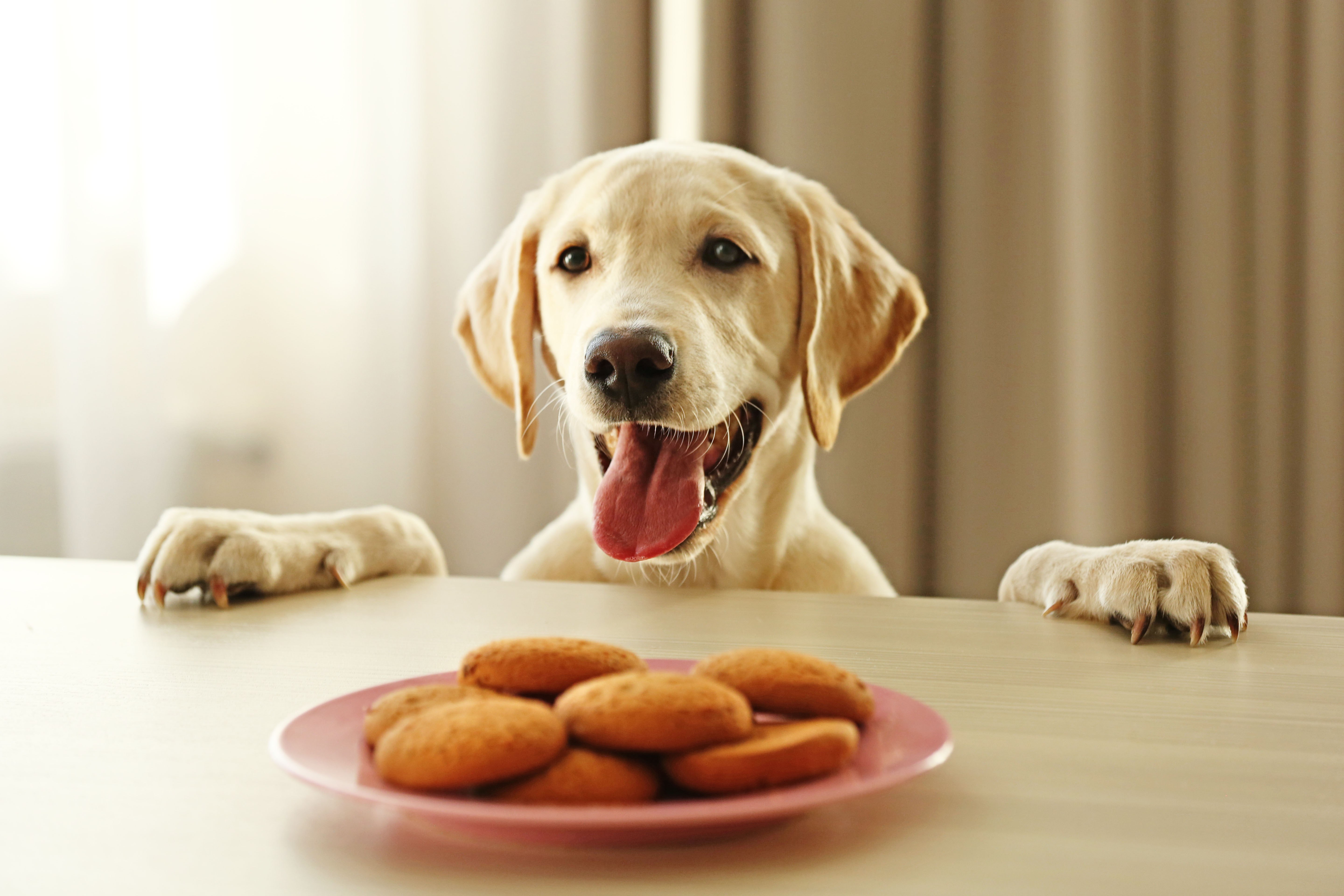 What your pet eat. Печенье для собак. Лабрадор с едой. Собака с печеньками. Ретривер и еда.
