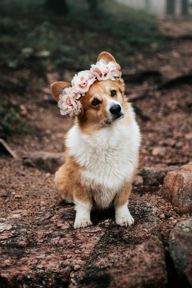 Вельш хаунд