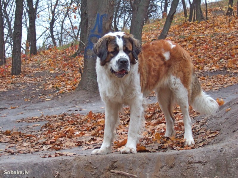 Длинношерстный Сенбернар