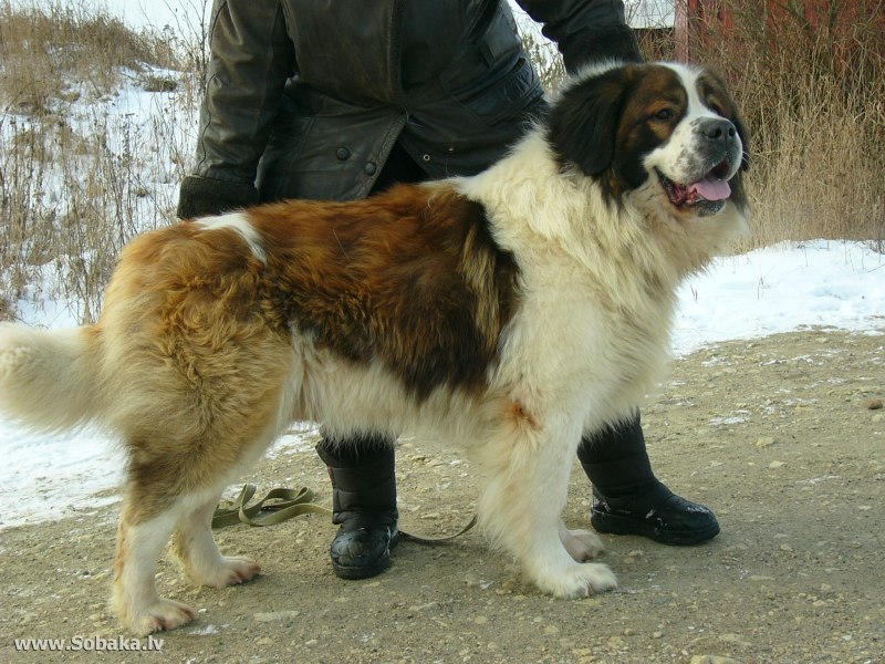 Волкодав овчарка
