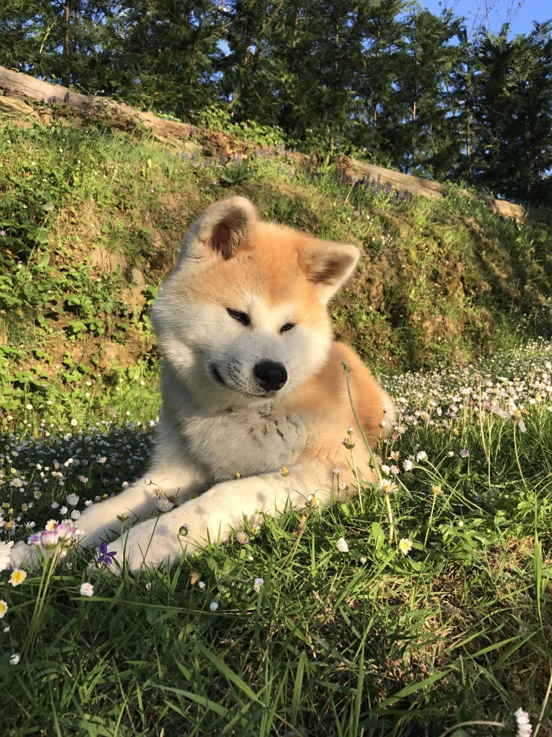 Киба ину