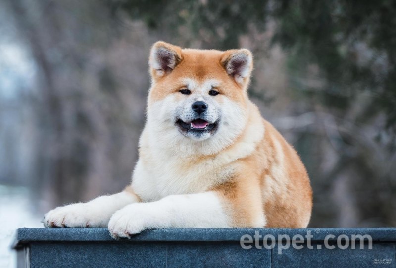 Ричард Гир Хатико