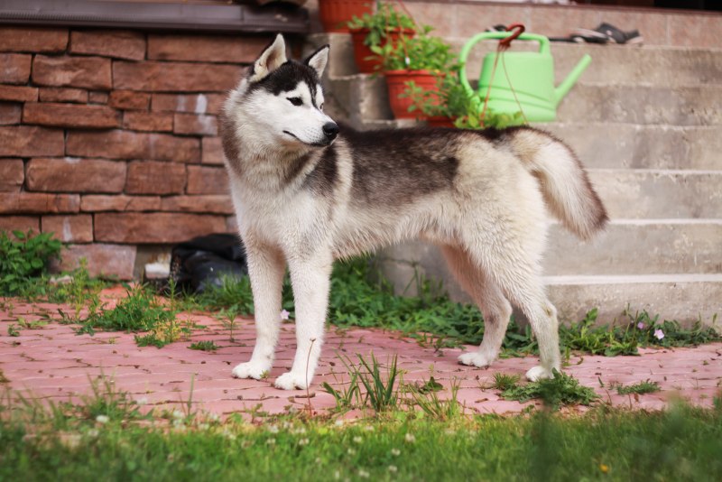 Кли Genshin