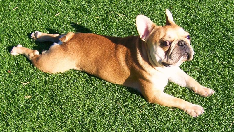 Французский бульдог лежит
