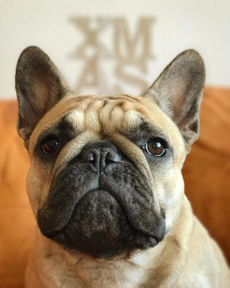 Купированный французский бульдог