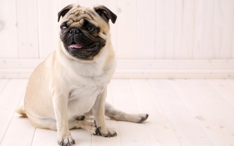 Бельгийский Мопс