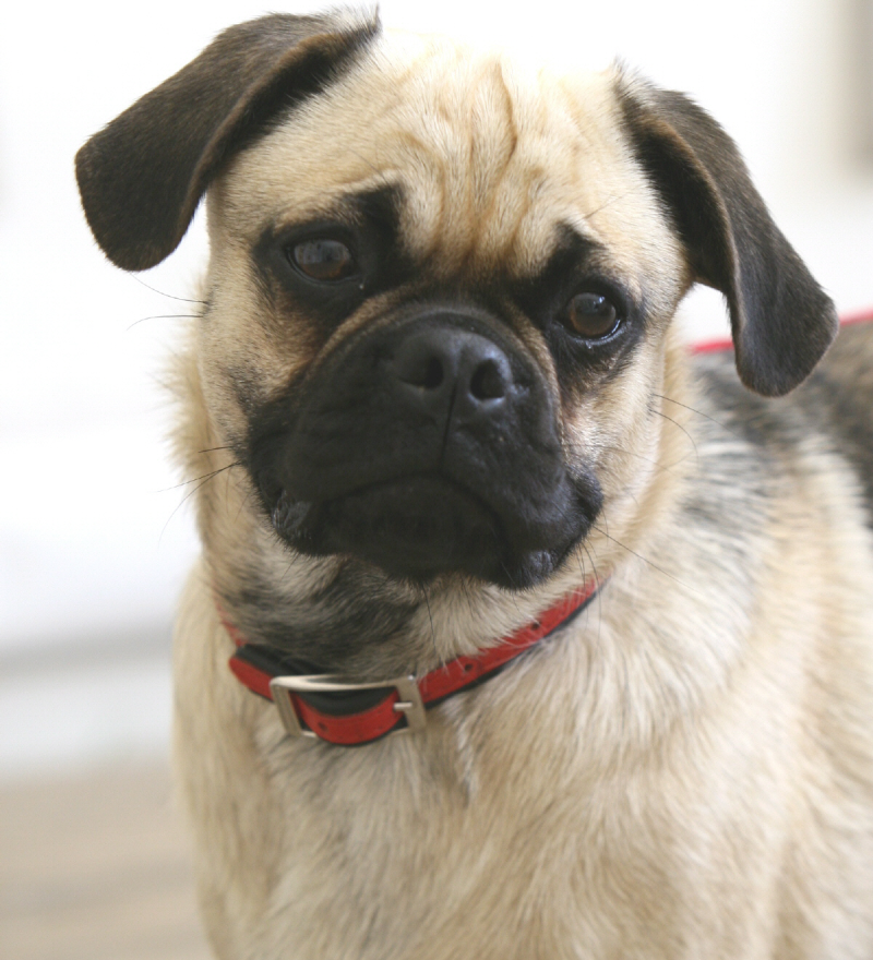 Мопс бульдог черный