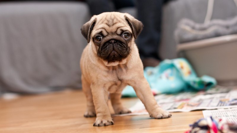 Мопс в очках с глазами