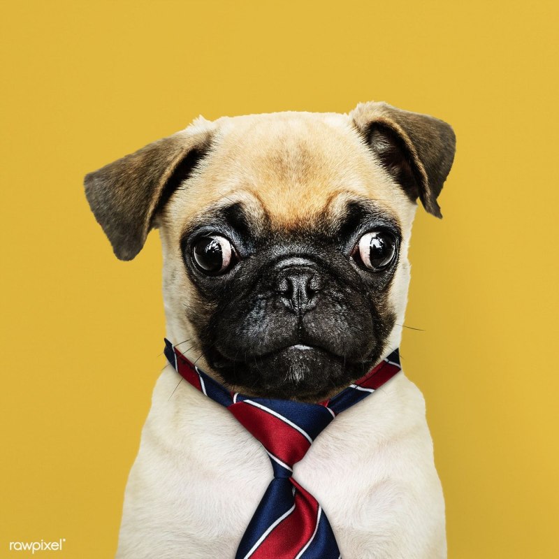 Папис закрыл уши