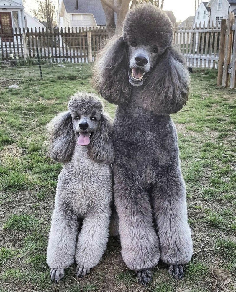 Корейская стрижка пуделя фото