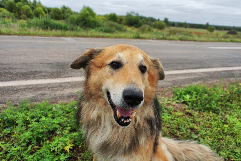 Немецкая овчарка k9