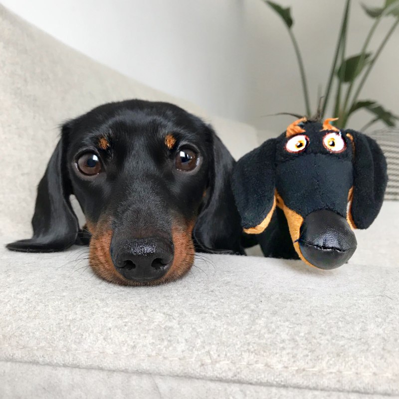 Милая такса