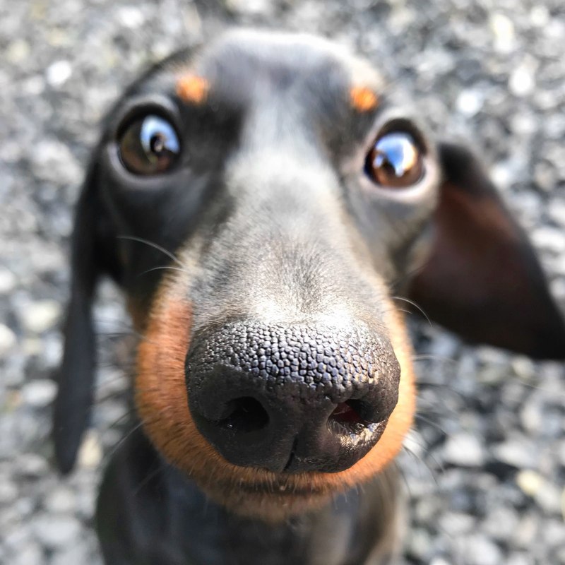 Мордочка таксы