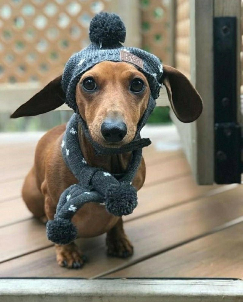 Забавные таксы