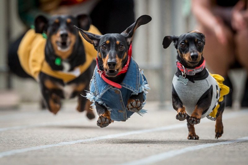 Прикольные таксы