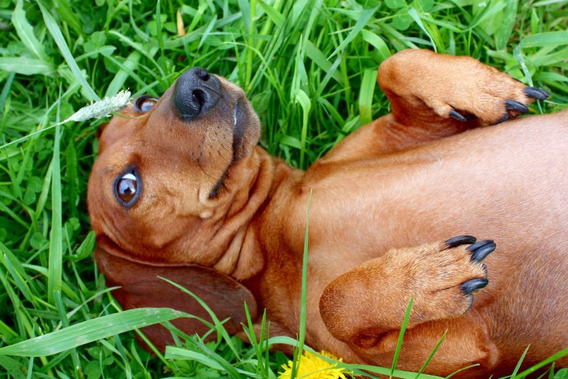 Такса прикол