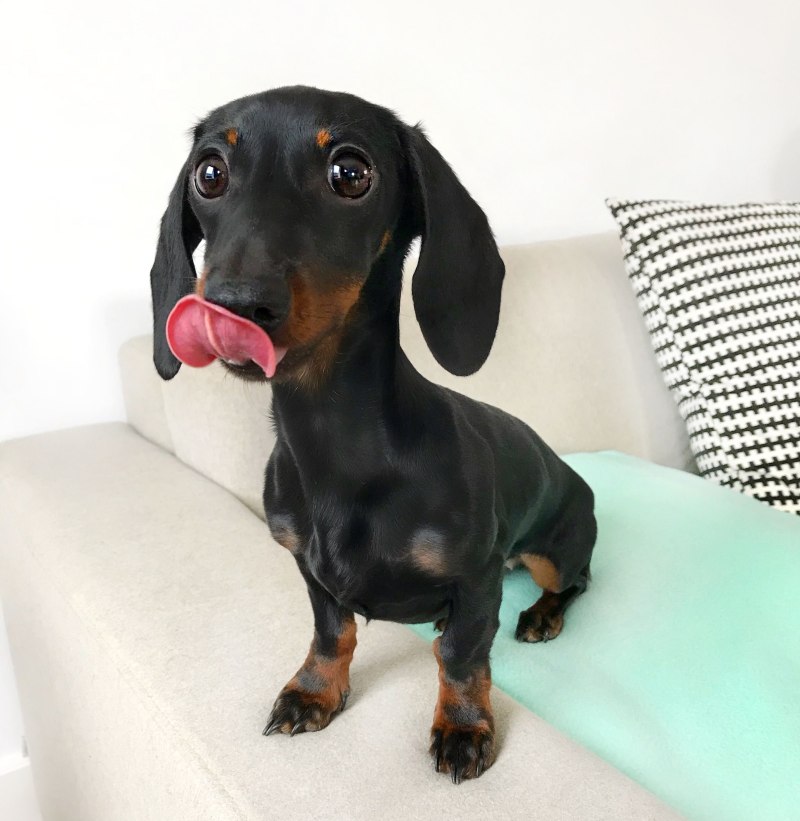 Забавные таксы