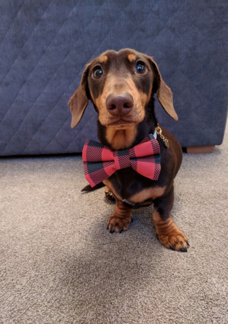 Сибирская такса