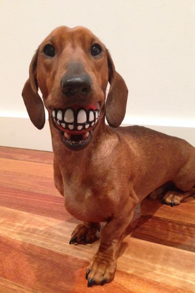 Такса прикол