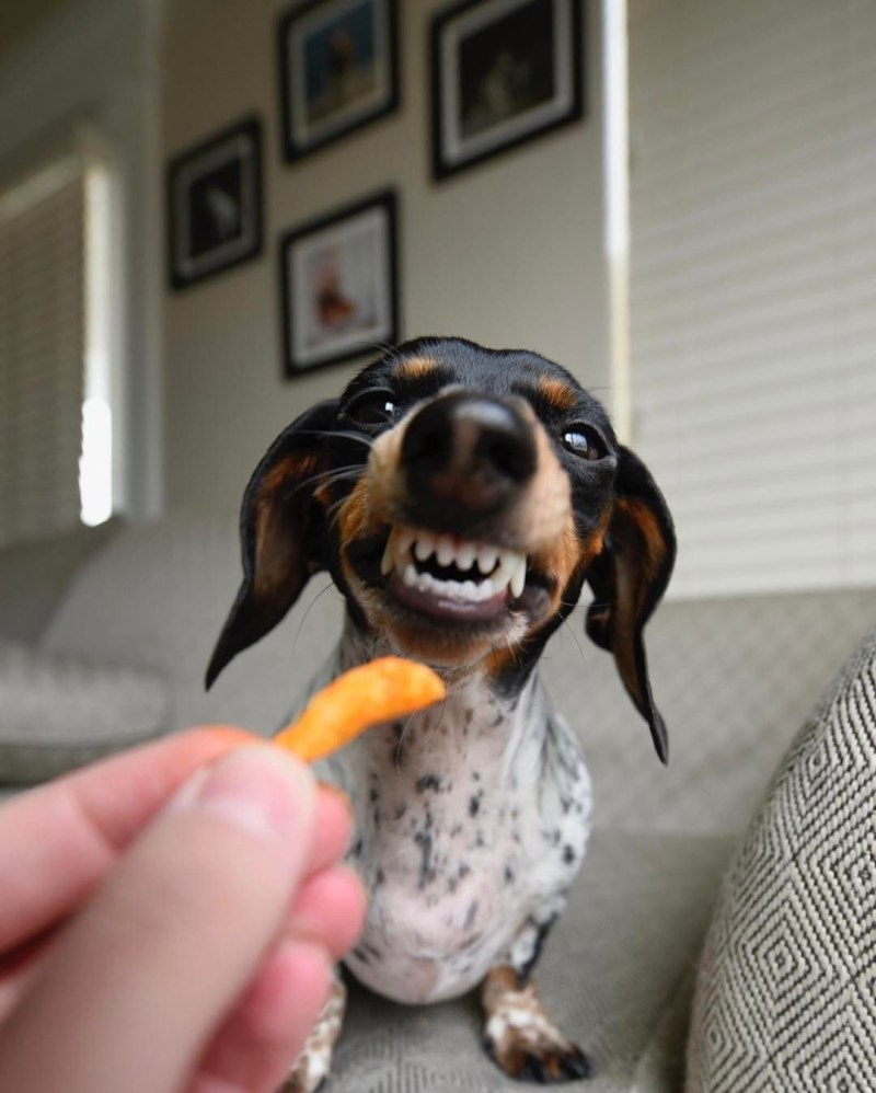 Прикольные таксы