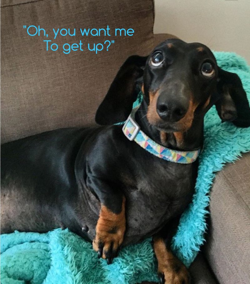 Удивленная такса