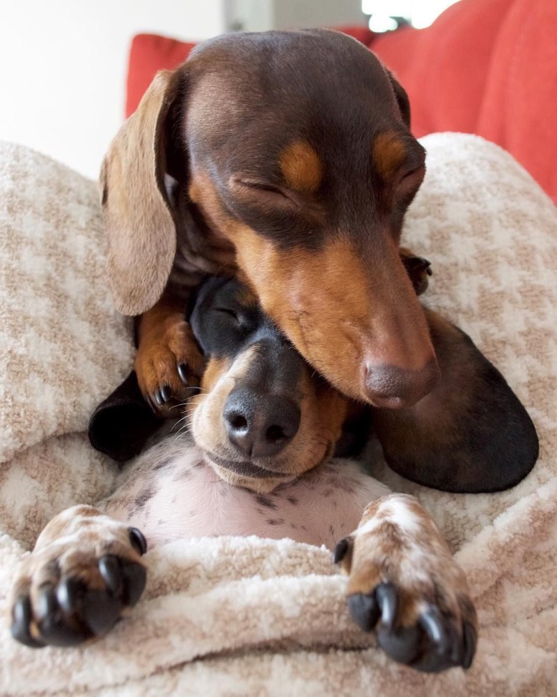 Веймаранер и такса