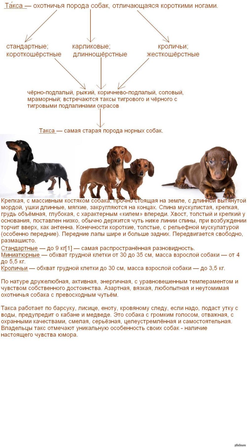 Карликовая такса стандарт породы