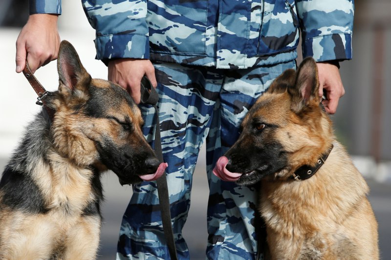 Эволюция немецкой овчарки